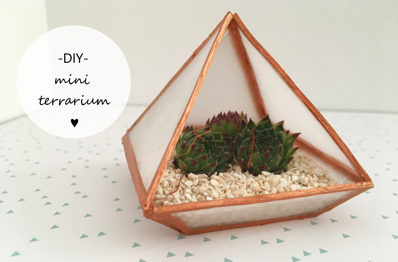 Diy mini terrarium