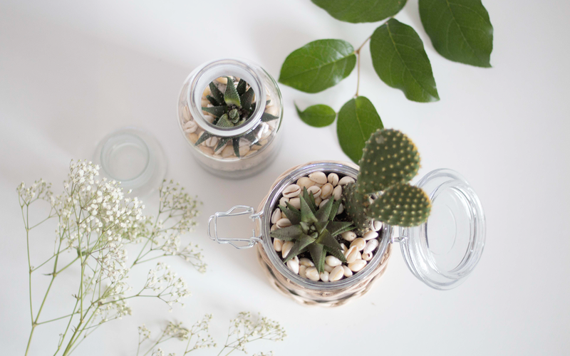 Terrarium